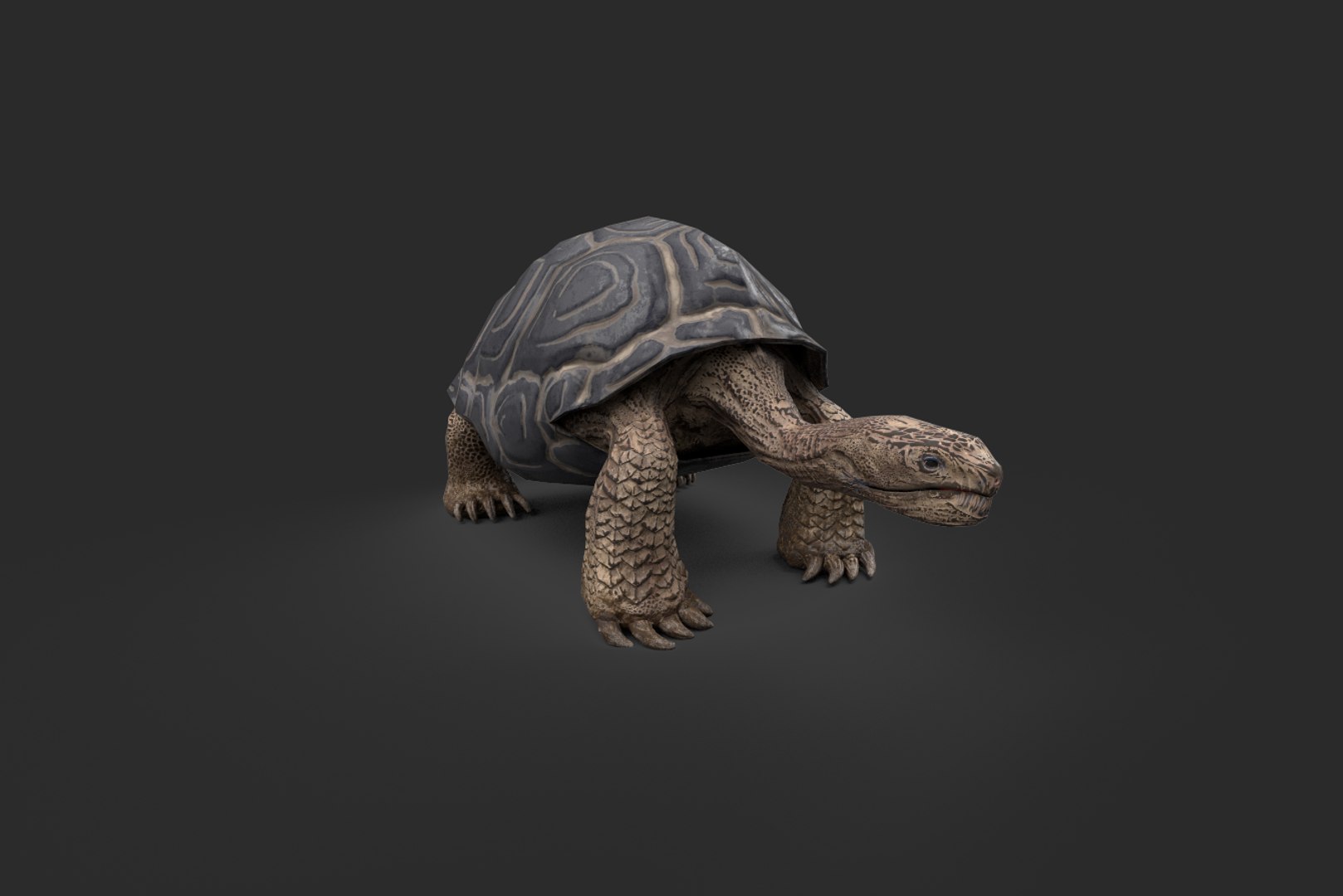 galapago turtle 3D model https://p.turbosquid.com/ts-thumb/sN/CptZyt/SQFVwRQy/galapagos_turtle_10/png/1570193393/1920x1080/fit_q87/074dea393fd9a6f965e84f056c5f1ee8e0863eb4/galapagos_turtle_10.jpg