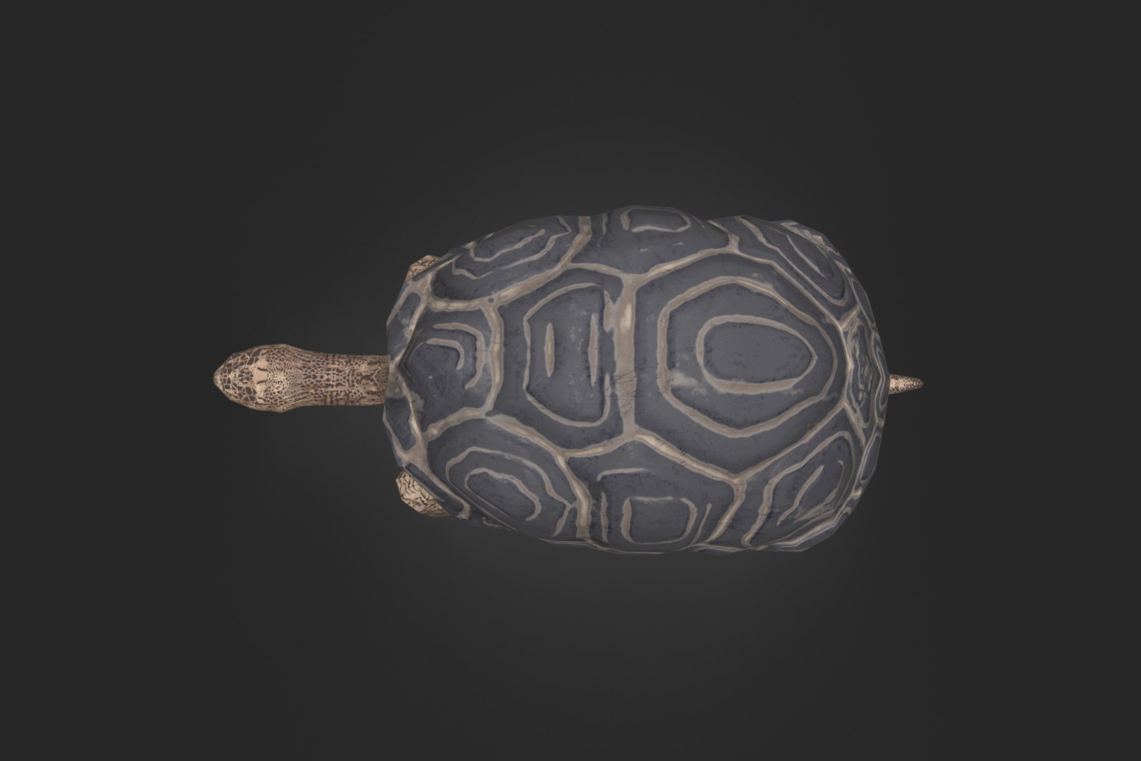 galapago turtle 3D model https://p.turbosquid.com/ts-thumb/sN/CptZyt/ZbSxZbmr/galapagos_turtle_05/png/1570193341/1920x1080/fit_q87/d5a470fc1ba990a23b8f7fdb01f65277d1a75689/galapagos_turtle_05.jpg