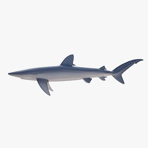 Blue Shark 3D model