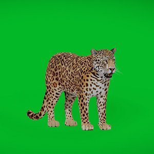 3D Amur Leopard