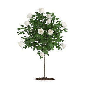 max white rose tree