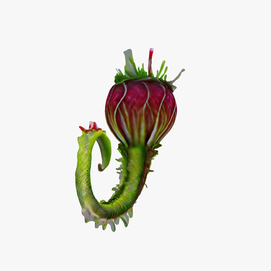 Venus Flytrap 3D Model - TurboSquid 2278293