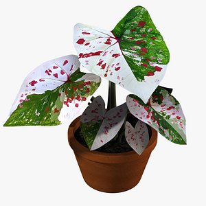 Caladium koked thailand 3D model