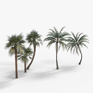 Palm And Coconut Tree low-poly 3d model
