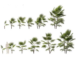 3D model Chuniophoenix hainanensis - Hainan fan palm 02