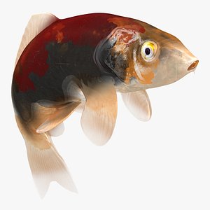 Japanese Carp Fish Rigged L1800 3D model