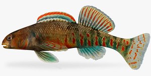 etheostoma kanawhae darter male ma
