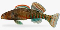 Etheostoma kanawhae  Kanawha Darter male