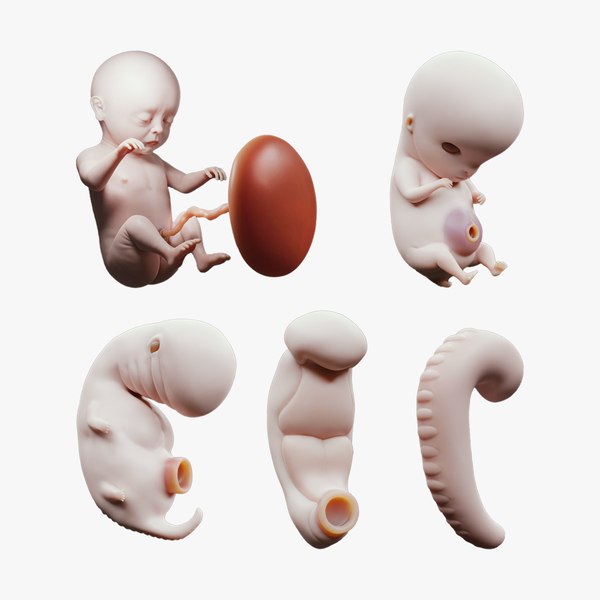 3D Модель Стадии Развития Плода - Эмбриональный Период Человека.
