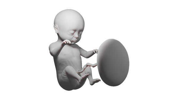 3D модель Fetal Development Stages - Human embryonic - TurboSquid 2036047