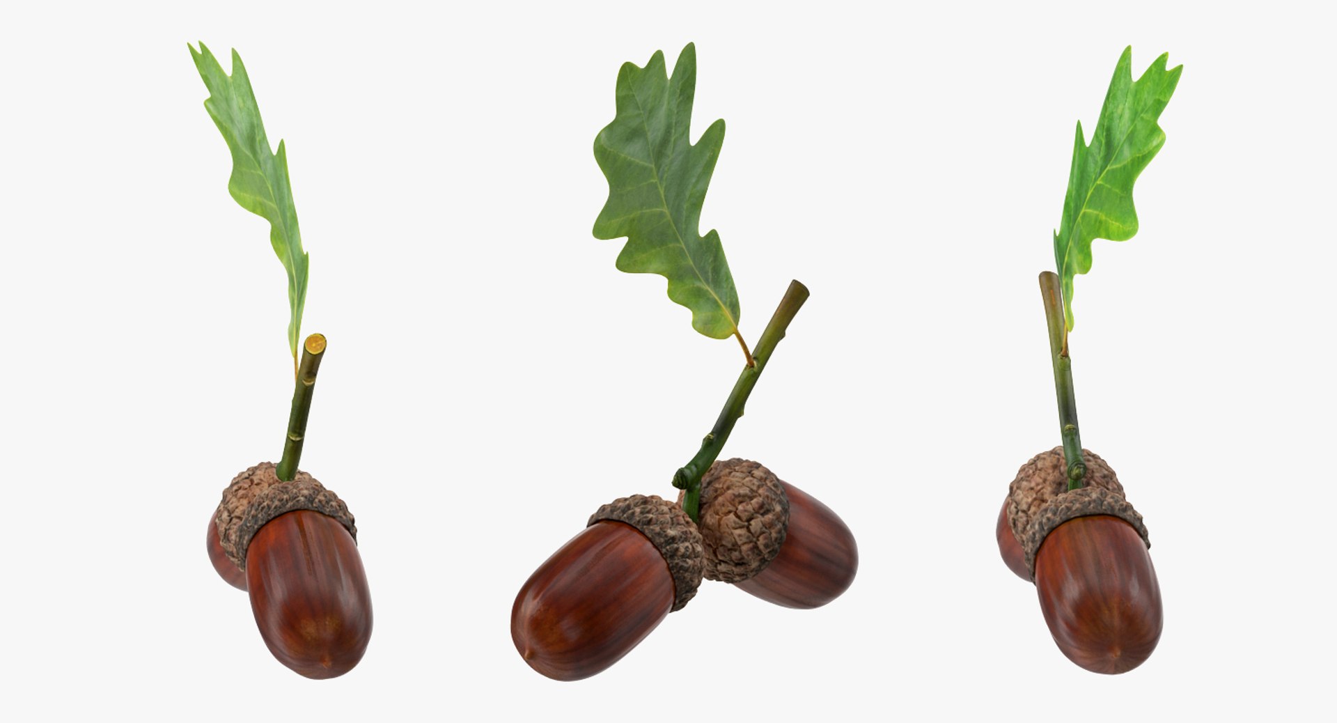 oak branch acorns model https://p.turbosquid.com/ts-thumb/sN/rHkAy8/GQXTsIH2/oakbranchwithacornsvray3dmodel003/jpg/1529284881/1920x1080/fit_q87/08b6d779a6ce583e08b54c388a57fb7a39b90f96/oakbranchwithacornsvray3dmodel003.jpg