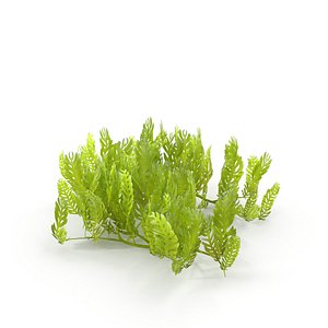 Seaweed Grean 3D model