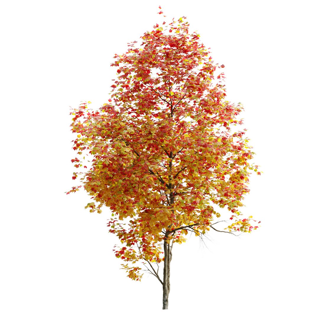 3D Autumn Acer cappadocicum model https://p.turbosquid.com/ts-thumb/sO/4t7Vfb/3Q/preview7art/jpg/1662535566/1920x1080/fit_q87/4261ff81f7dfb30c32c5fcfe1afd1d04b15d0a3b/preview7art.jpg