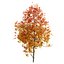 Autunno Acer cappadocicum
