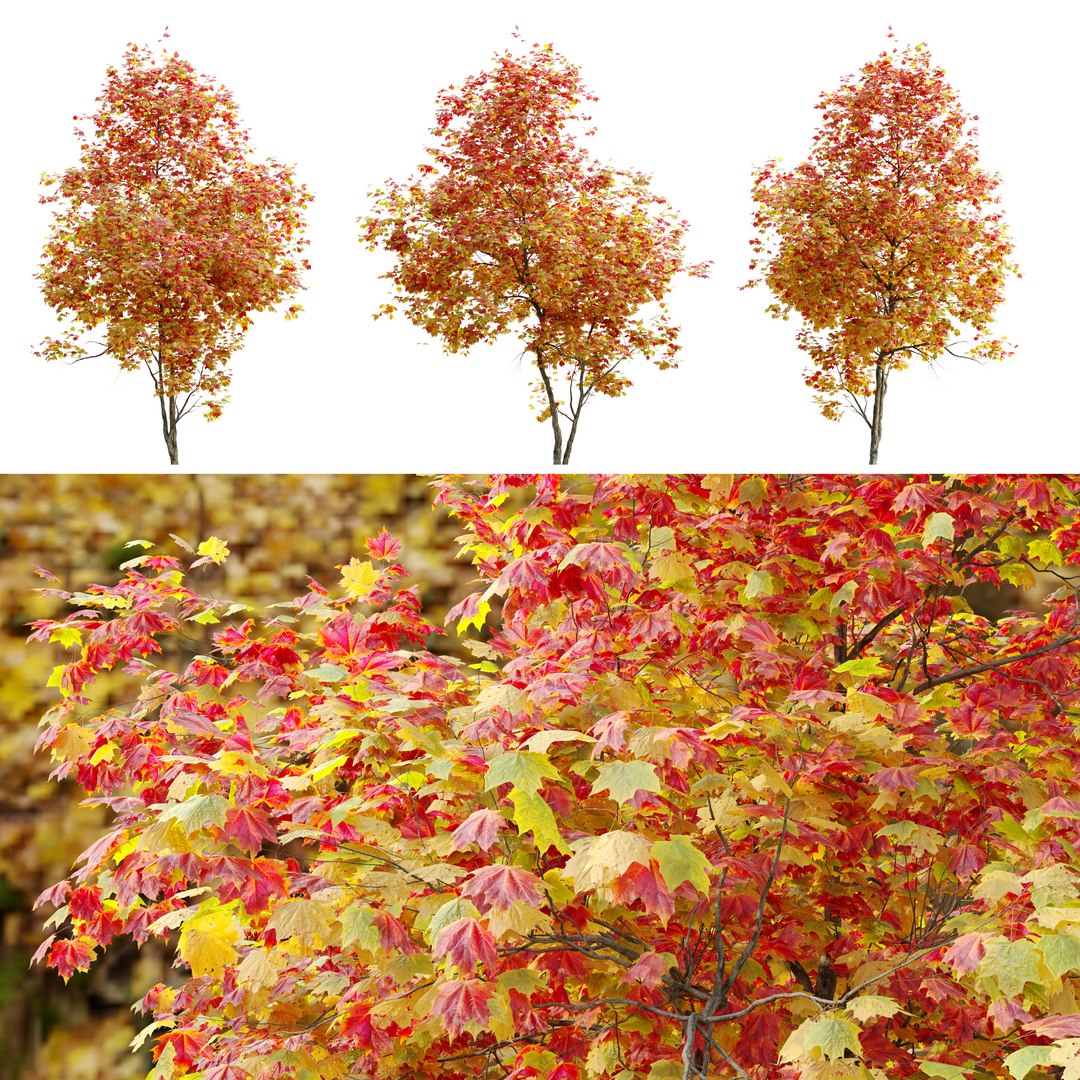 3D Autumn Acer cappadocicum model https://p.turbosquid.com/ts-thumb/sO/4t7Vfb/H7/preview2art/jpg/1662535566/1920x1080/fit_q87/a446f42aef13f08b935a9ffc220dc5afc27cb688/preview2art.jpg