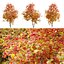 Autunno Acer cappadocicum