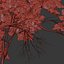 Autunno Acer cappadocicum
