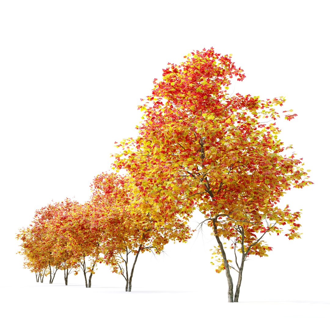 3D Autumn Acer cappadocicum model https://p.turbosquid.com/ts-thumb/sO/4t7Vfb/Q6/preview3art/jpg/1662535565/1920x1080/fit_q87/0632caa91a0c31c744c26c26eb01a28ed9b5ad63/preview3art.jpg