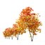 Autunno Acer cappadocicum