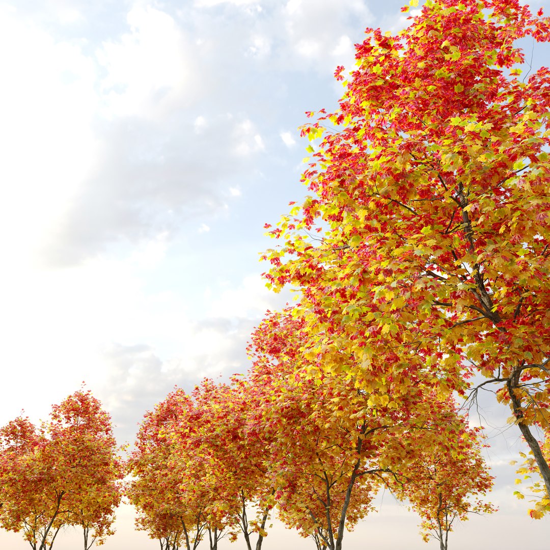 3D Autumn Acer cappadocicum model https://p.turbosquid.com/ts-thumb/sO/4t7Vfb/bk/preview4art/jpg/1662535566/1920x1080/fit_q87/65b4c6dec3c297ac89935a06311740f2c6d5cc05/preview4art.jpg