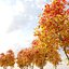 Autunno Acer cappadocicum