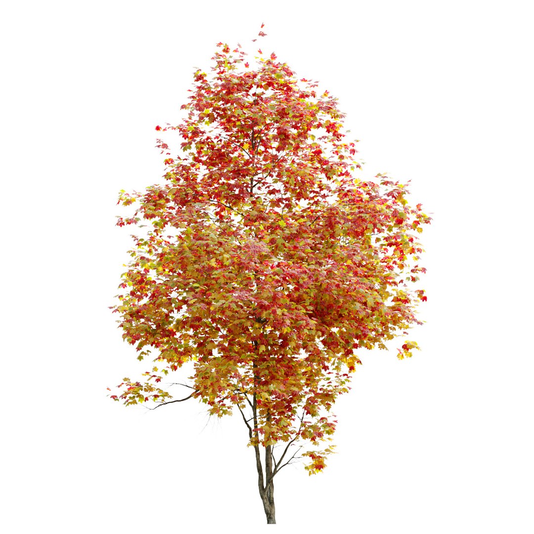 3D Autumn Acer cappadocicum model https://p.turbosquid.com/ts-thumb/sO/4t7Vfb/vP/preview5art/jpg/1662535566/1920x1080/fit_q87/64a2bd55b504c55e85b8137f54ac8ad642c4f0fd/preview5art.jpg