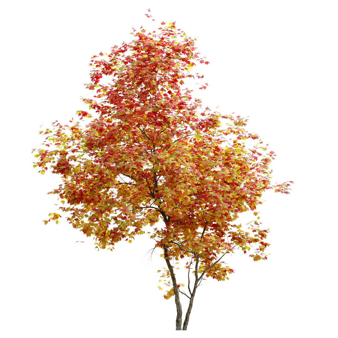 3D Autumn Acer cappadocicum model https://p.turbosquid.com/ts-thumb/sO/4t7Vfb/vx/preview6art/jpg/1662535566/1920x1080/fit_q87/4c11942e353963d0fdde6cae36ed7db7b6318c96/preview6art.jpg