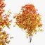 Autunno Acer cappadocicum
