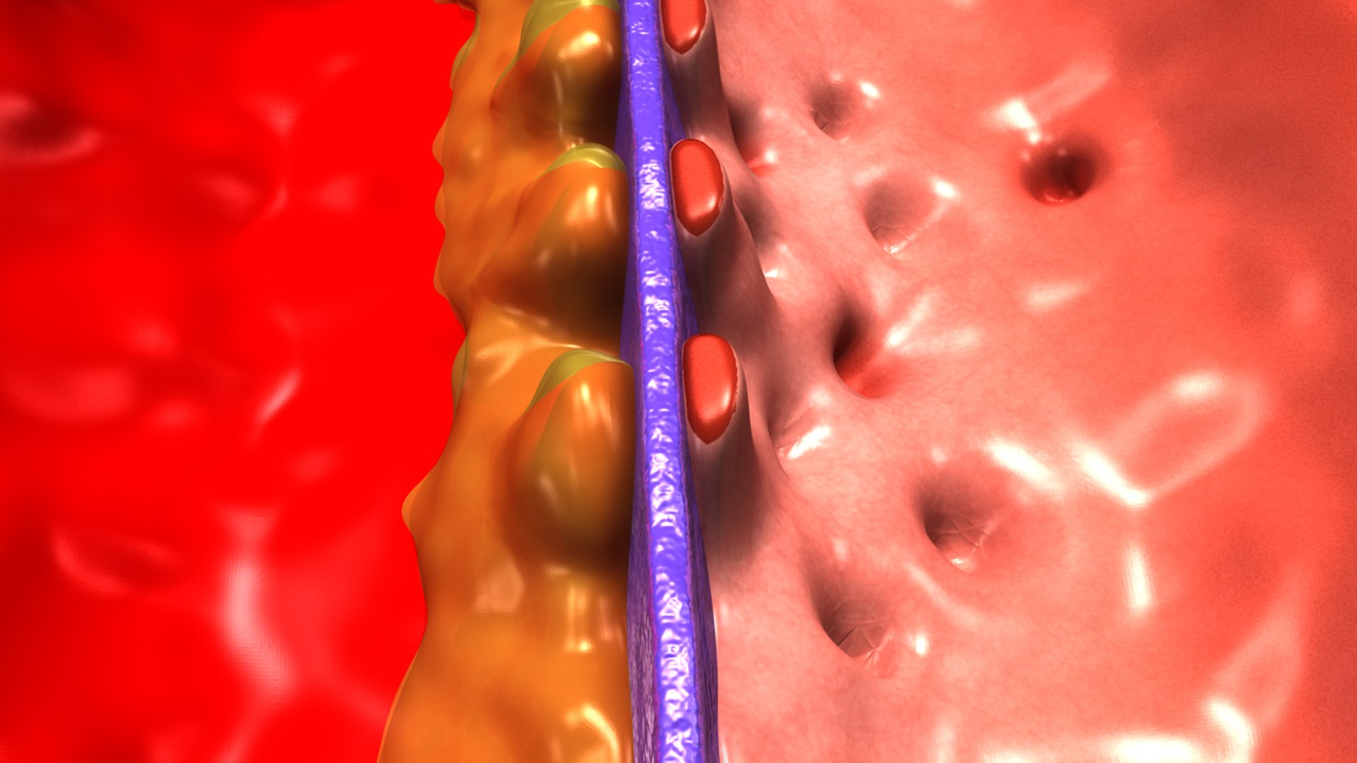 glomerulus section 3d obj https://p.turbosquid.com/ts-thumb/sO/A3IXMa/at3HnveU/b0242glomerulussection_top/jpg/1481013857/1920x1080/fit_q87/85eb1cfc29ae2b68f7d4e293a82ec64188645bfe/b0242glomerulussection_top.jpg