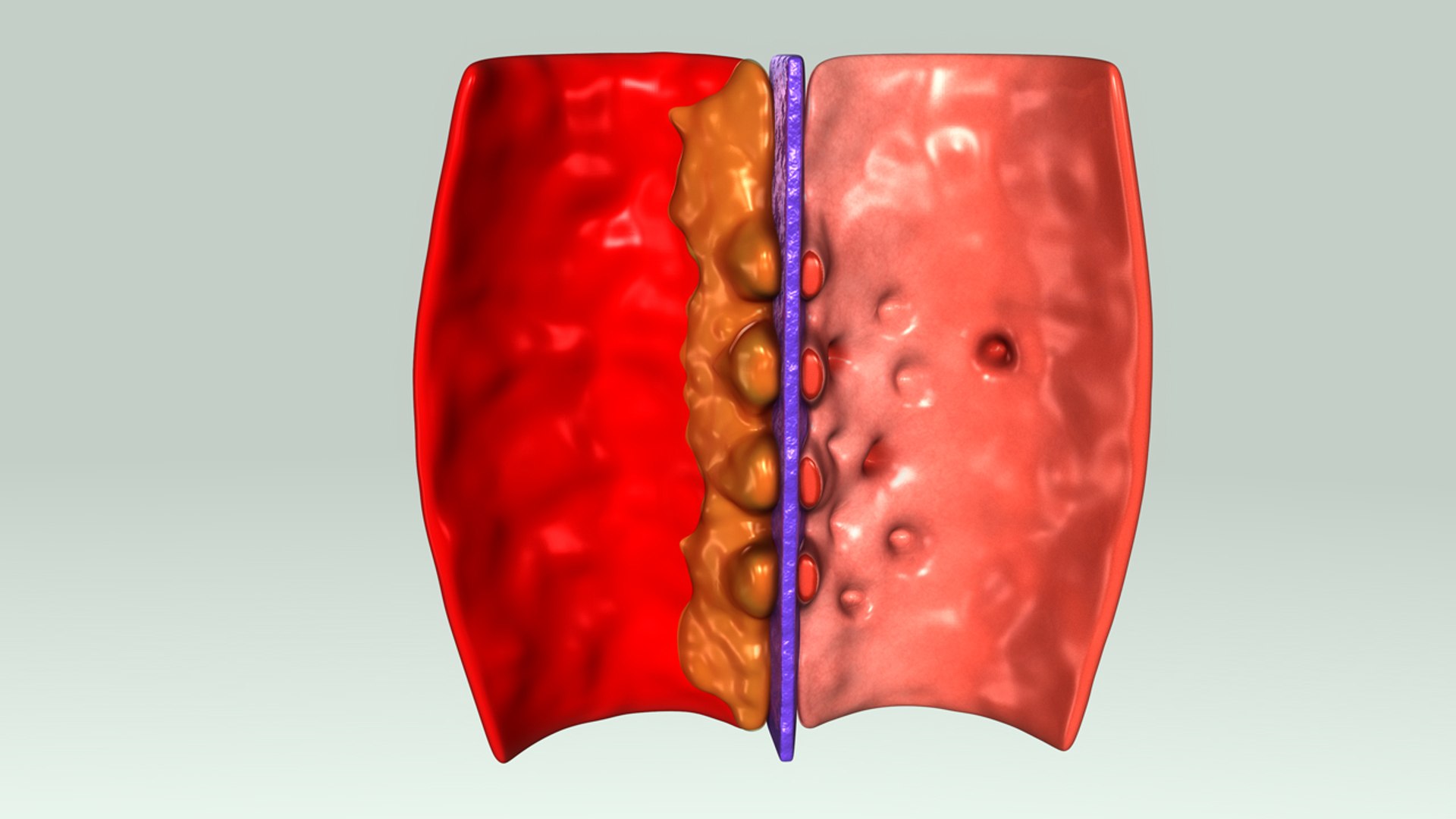 glomerulus section 3d obj https://p.turbosquid.com/ts-thumb/sO/A3IXMa/dbTKGiOn/b0242glomerulussection_front/jpg/1481013857/1920x1080/fit_q87/08ff41a50a1eed4ec17526bc1e20a7189ff49518/b0242glomerulussection_front.jpg