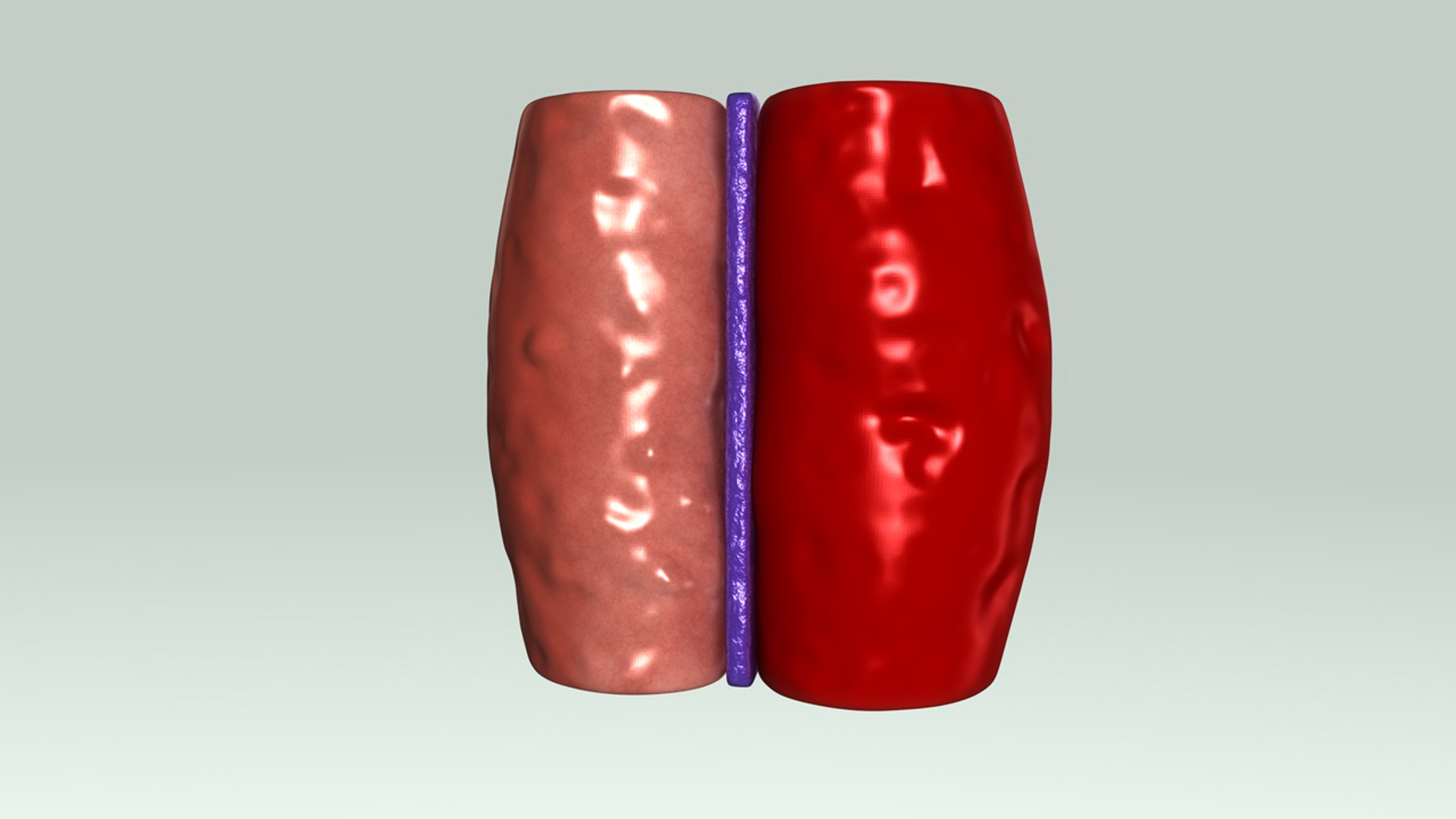 glomerulus section 3d obj https://p.turbosquid.com/ts-thumb/sO/A3IXMa/f2J5xTii/b0242glomerulussection_back/jpg/1481013857/1920x1080/fit_q87/35c549a21344248d89134be515809eb4f90623e4/b0242glomerulussection_back.jpg