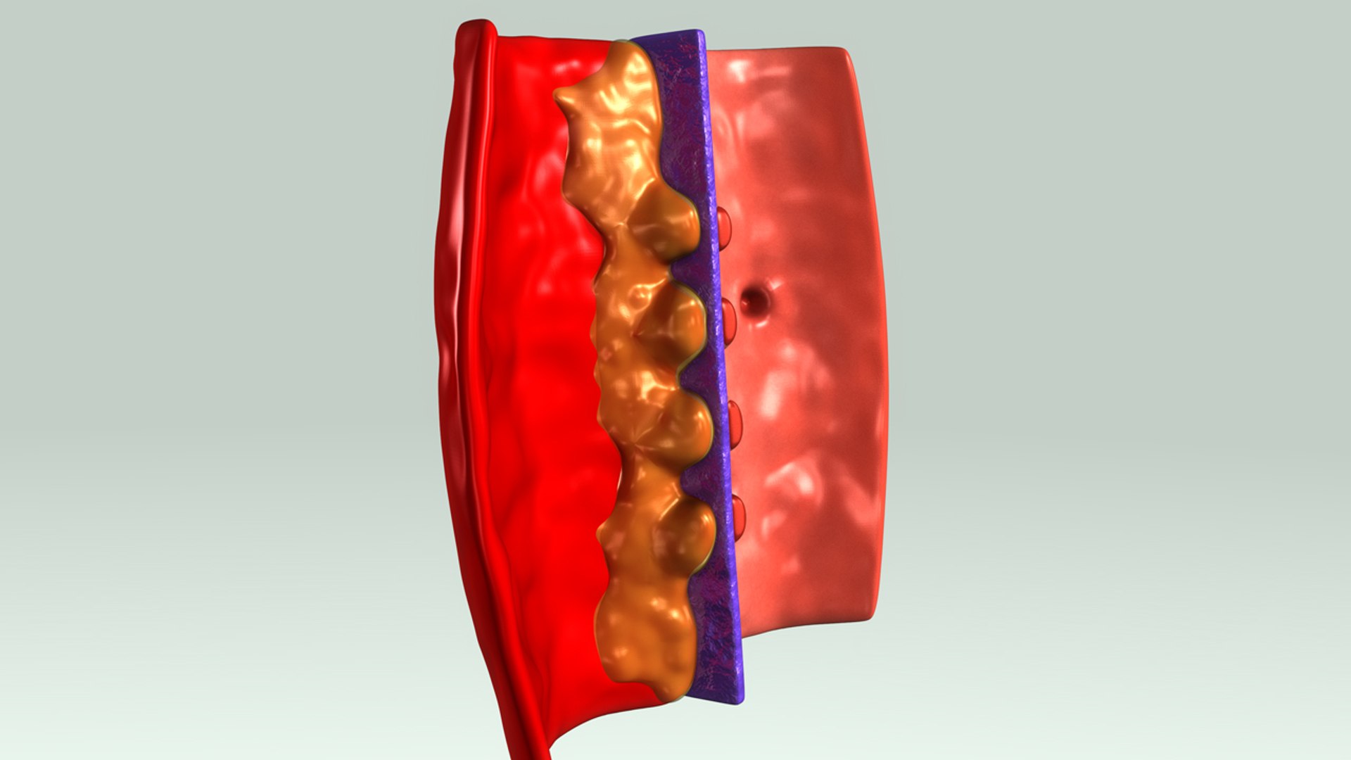 glomerulus section 3d obj https://p.turbosquid.com/ts-thumb/sO/A3IXMa/tv12T1aF/b0242glomerulussection_perspective/jpg/1481013857/1920x1080/fit_q87/3c945024143bfdd0cb3c486ec2419d998e27a331/b0242glomerulussection_perspective.jpg