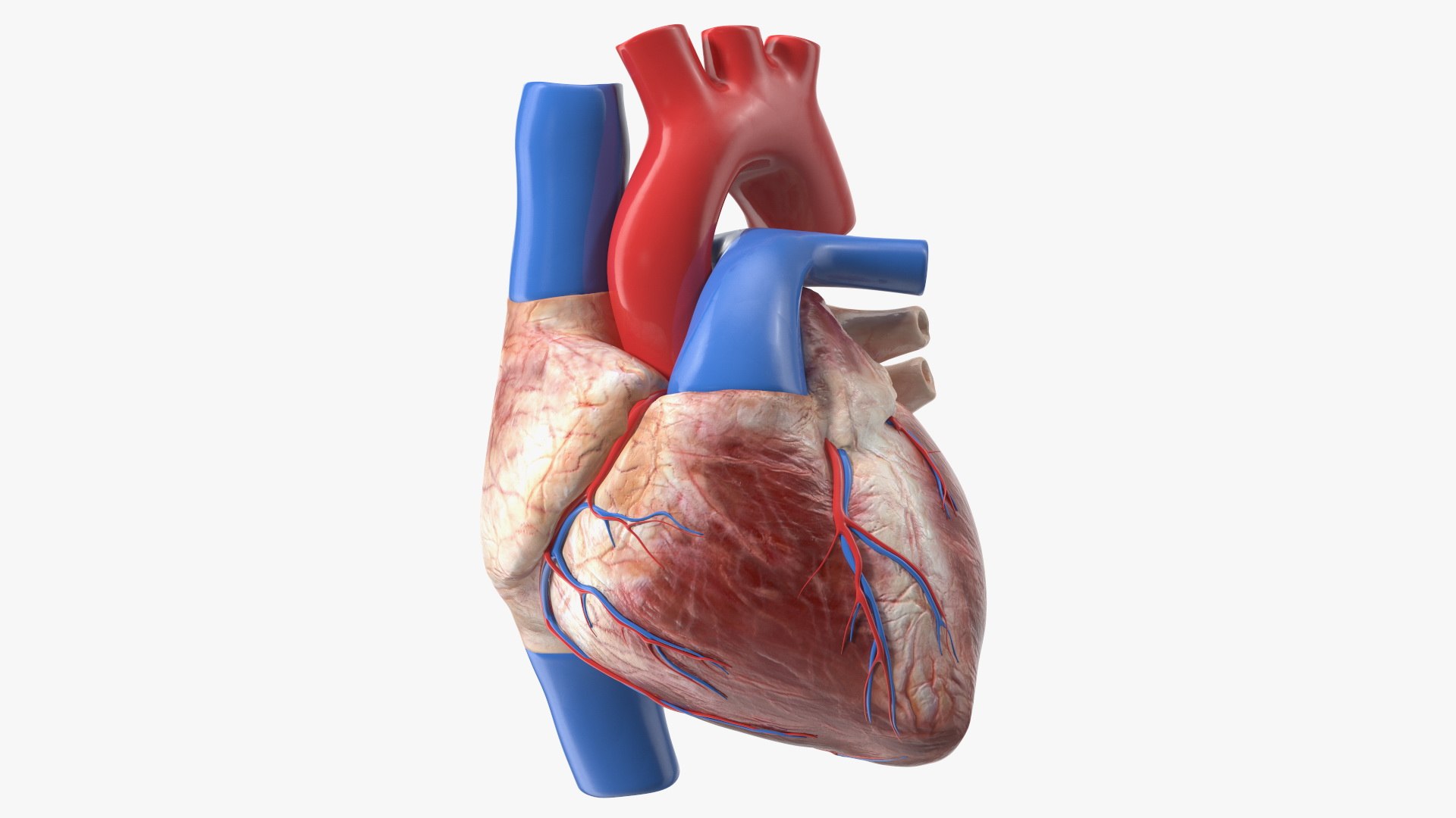 Boy Heart 3D model preview