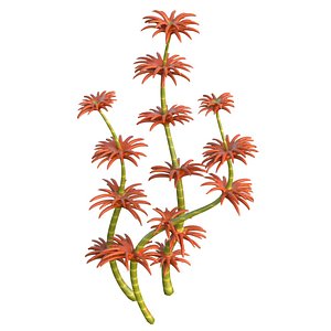 seaweed 6 3D model