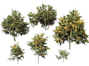 HighpolyLow Poly Saraca thaipingensis - Yellow Ashoka