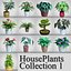 houseplants 13 flower plants max