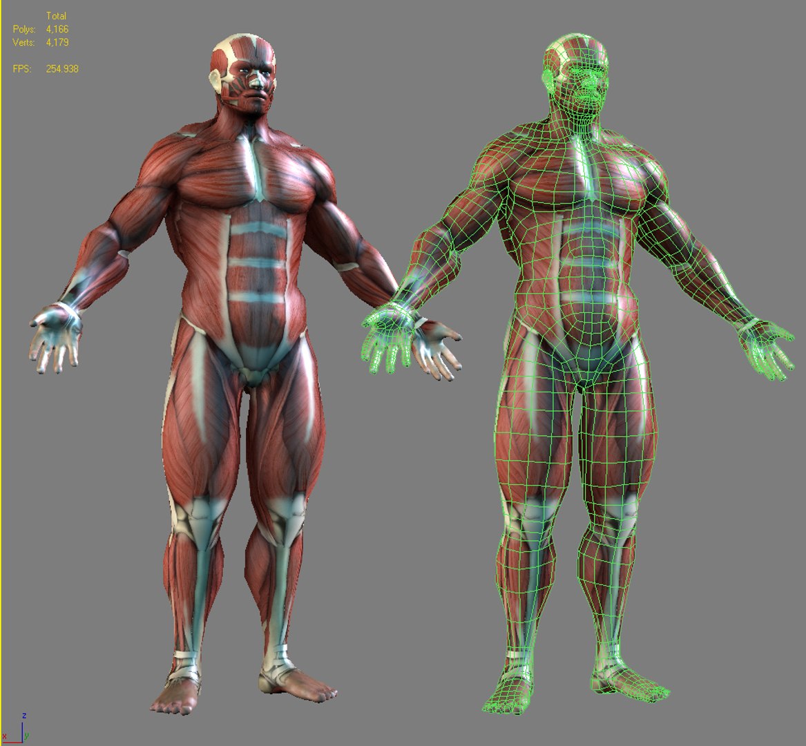 Realistic Anatomy Muscles Bones Max