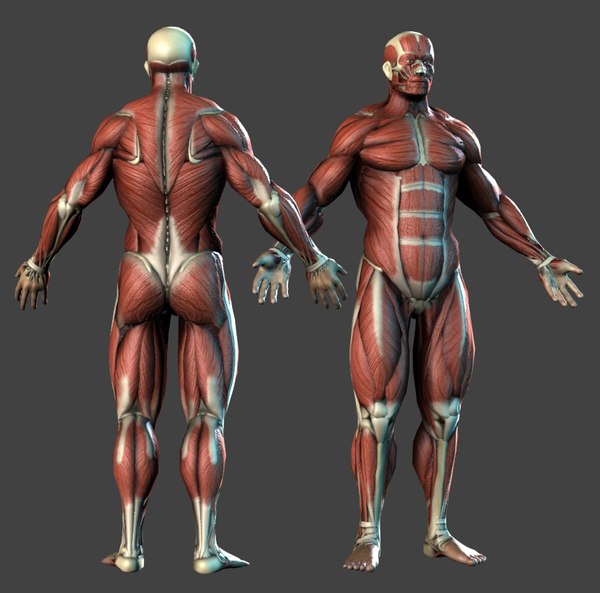 3d model realistic anatomy skeleton muscles