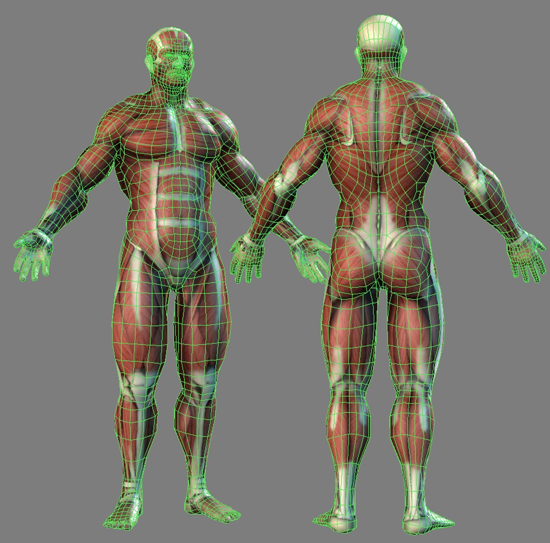 Realistic Anatomy Muscles Bones Max