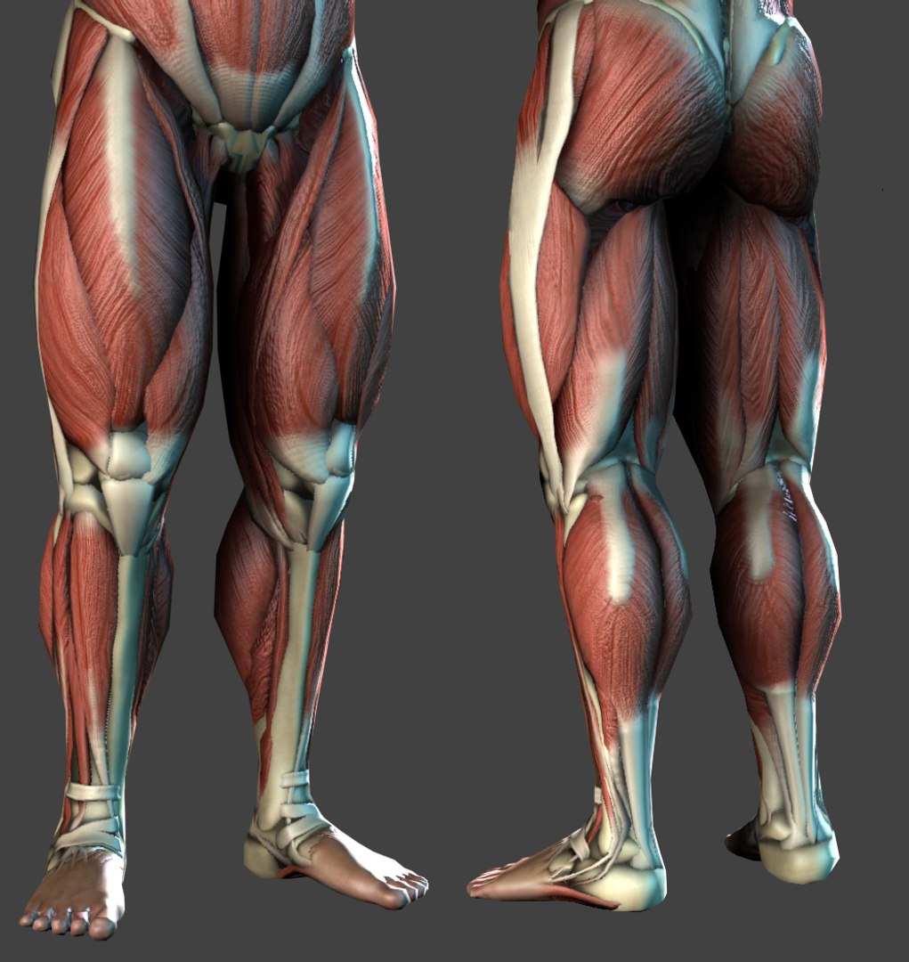 Realistic Anatomy Muscles Bones Max
