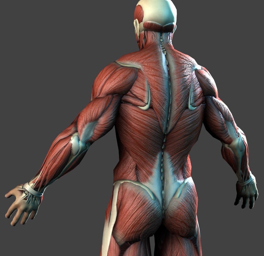 Realistic Anatomy Muscles Bones Max