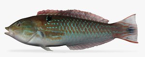 chameleon wrasse 3d fbx