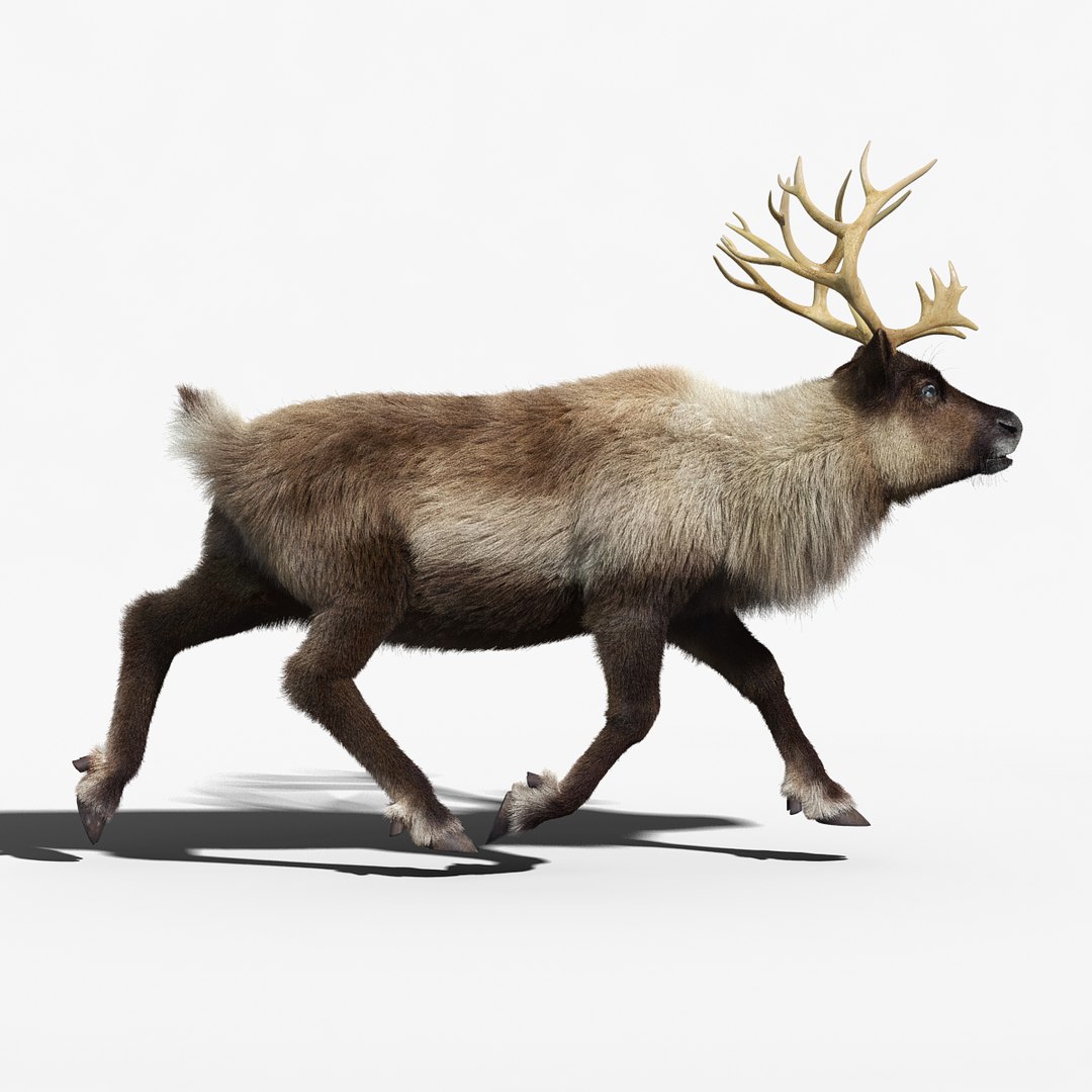 3d model reindeer fur rigged https://p.turbosquid.com/ts-thumb/sO/l1jIiF/ScMYDiOm/reindeer_fur_rigged_02/jpg/1438423828/1920x1080/fit_q87/6e902b792a127383fa11bf3a2afc108f312f925a/reindeer_fur_rigged_02.jpg