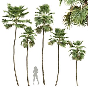 New Plant High detail Saribus Rotundifolius 3D model