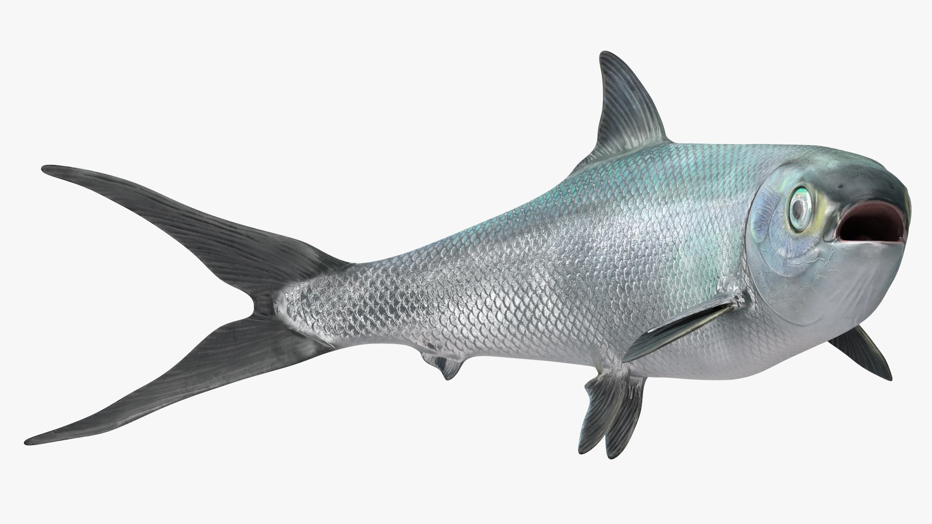 Chanos Chanos Rigged for Cinema 4D 3D model preview