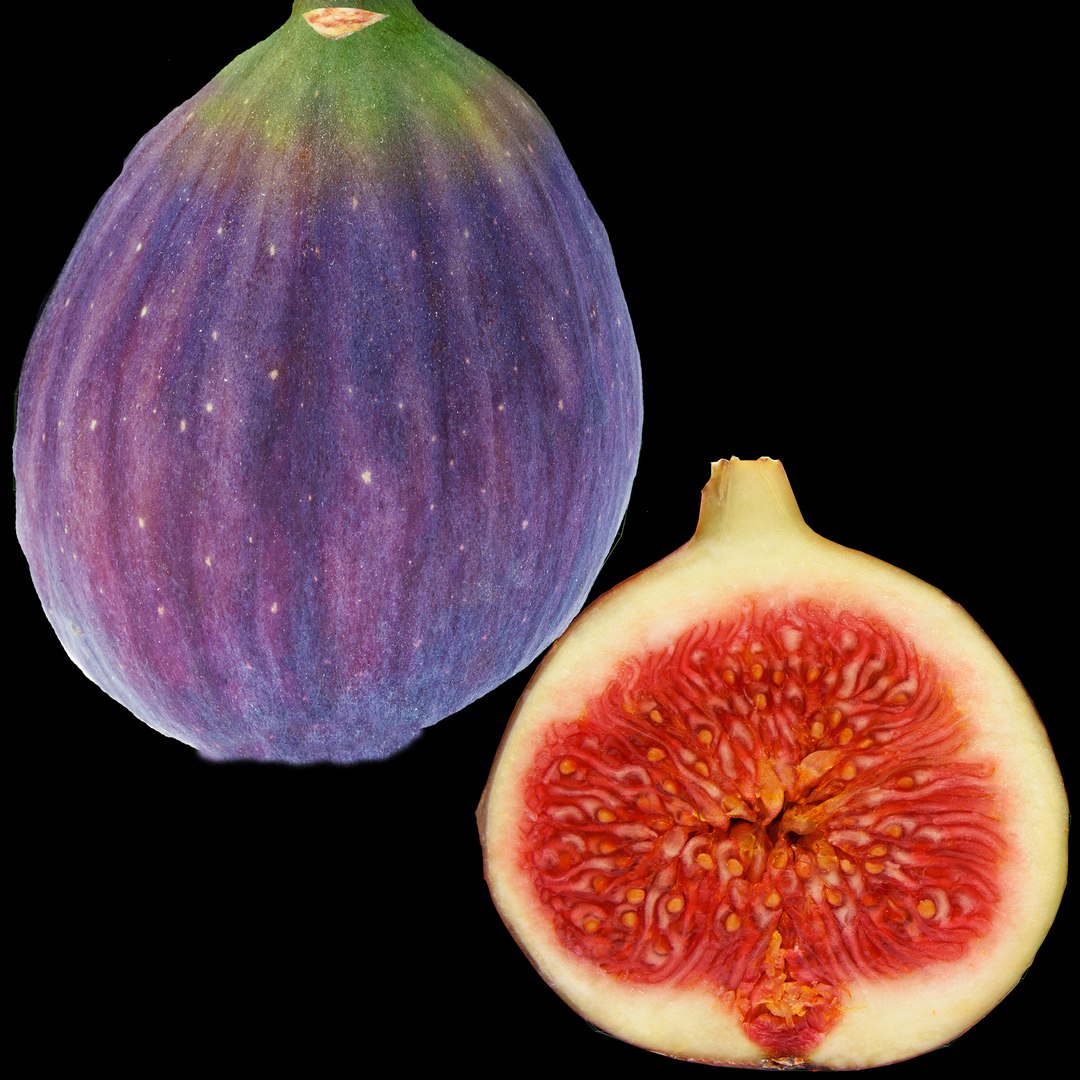 Fig Photorealistic 3d Max