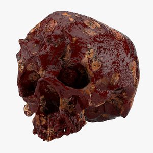 Horror Human Skull