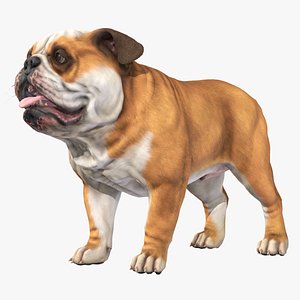 Dog - Bulldog 3D model