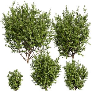 Collection plant vol 551 -  Sapodilla - bush - leaf 3D model