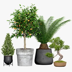3D Tree set spruce mandarin bonsai cycad